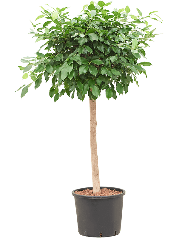 44831