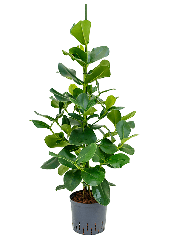 10067