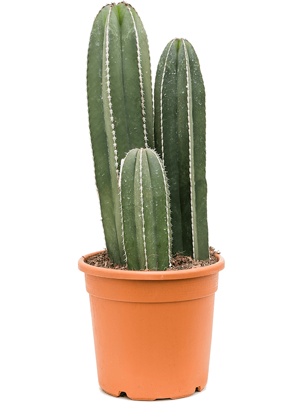 10332