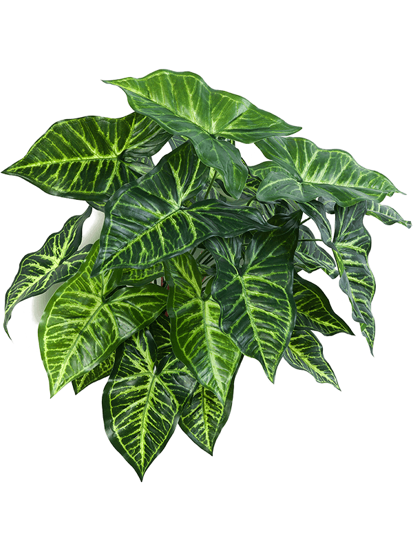 Philodendron - Luwasa Greenstyling online