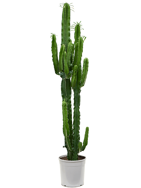 45828