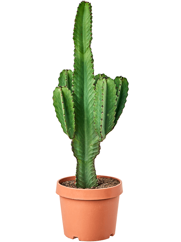 42293