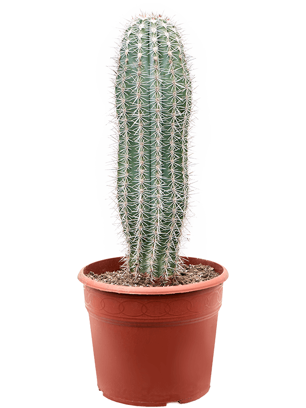 45860