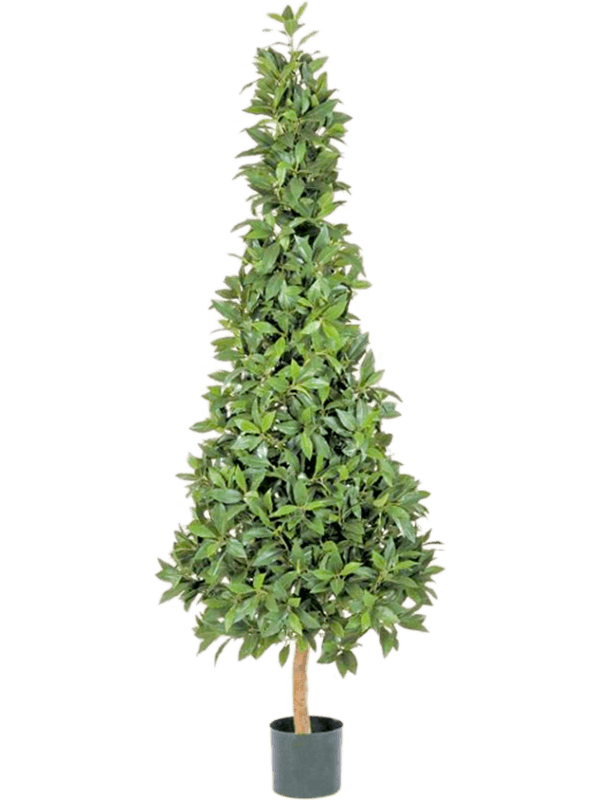 41268