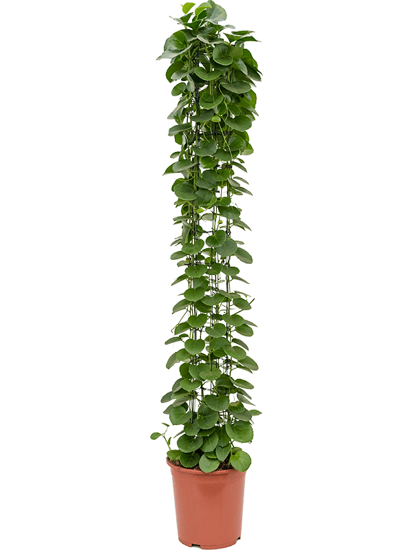 45421