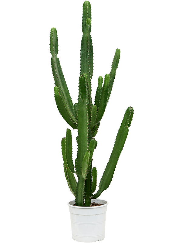 45807