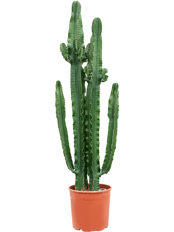 62879