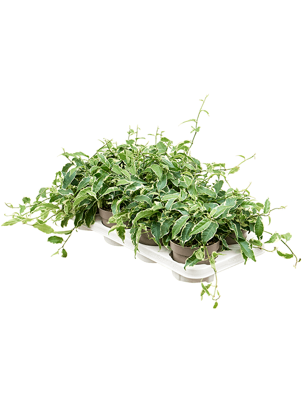 62179