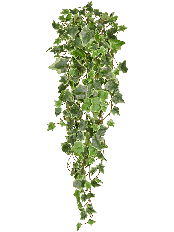 50556