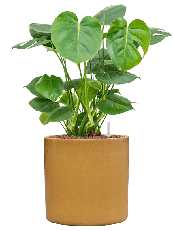 64383